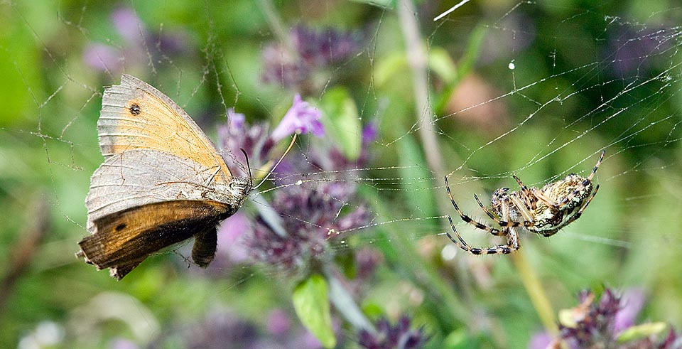 Bien qu'elle se nourrisse à 75 % d’insectes, comme ce malheureux Maniola jurtina tombé dans le piège, un quart de son régime alimentaire se compose de pollen, de spores fongiques et d’aéroplancton en général. Ces particules se fixent sur les fils de la toile et Aculepeira ceropegia les assimile en recyclant la toile lors des réparations © Giuseppe Mazza