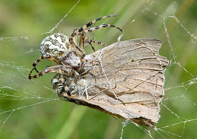 La araña acude alertada por las vibraciones y, de un mordisco, paraliza a la presa © Giuseppe Mazza