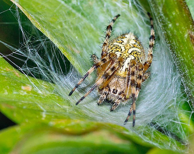 En caso de peligro se deja caer al suelo. Elabora un escondite cóncavo, densamente tejido, para resguardarse de los contratiempos. Construye la telaraña cerca del suelo, entre plantas frecuentadas por insectos voladores © Giorgio Venturini