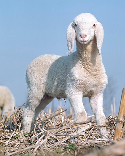 Alla nascita gli agnelli pesano 1 kg e possono avere 3-4 fratellini © G. Mazza