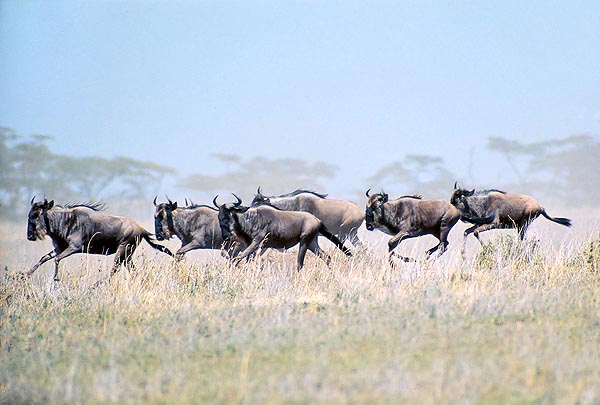Running herd of Connochaetes taurinus © Giuseppe Mazza