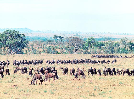 Migration of Gnus (Connochaetes taurinus) in the Serengeti © Giuseppe Mazza