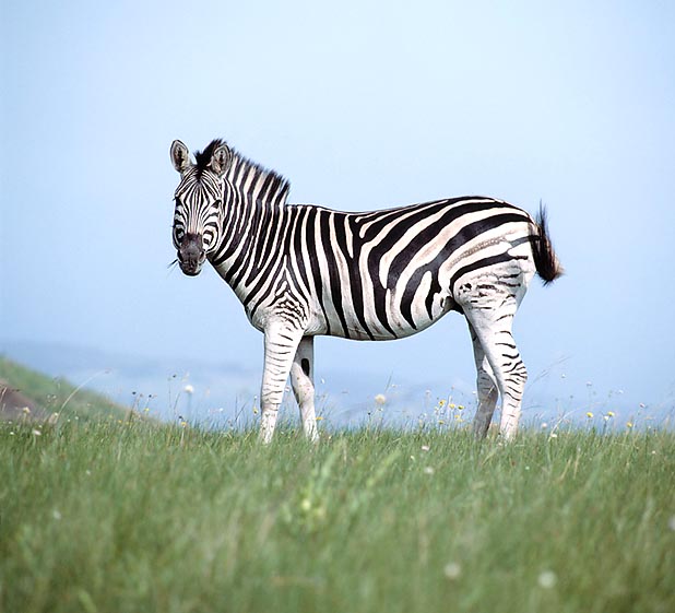 Equus quagga burchellii. Le zebre sono grazer, e una bella criniera è segno di buona salute © Giuseppe Mazza