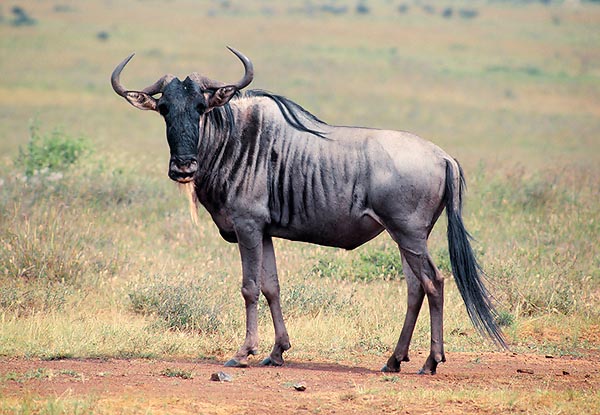 The males, bigger than the females, have more developped horns, beard and mane © Giuseppe Mazza