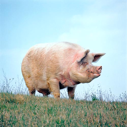 The domestic pig can reach the incredible weight of 500 kg © Giuseppe Mazza