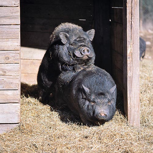Pig is very prolific and sows deliver 5 to 15 piglets © Giuseppe Mazza