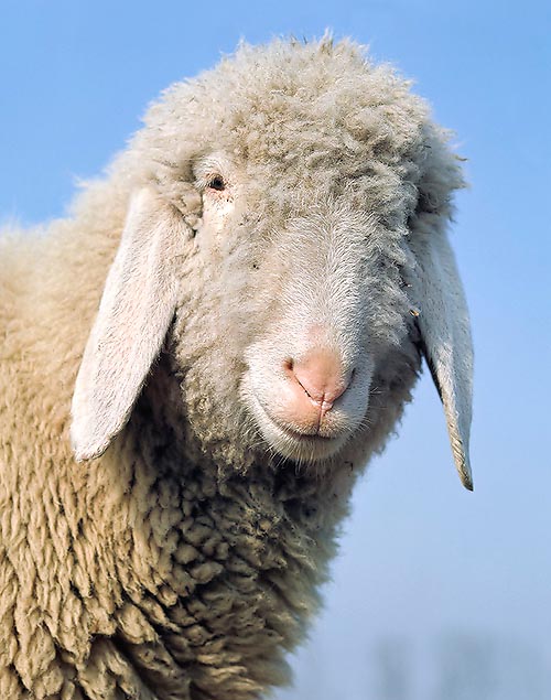 The Sheep (Ovis aries) has a long history common with man © Giuseppe Mazza