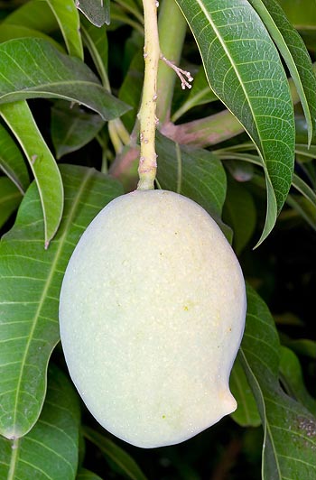 El fruto tiene un perfil característico. Arbol mide 30 m © Giuseppe Mazza