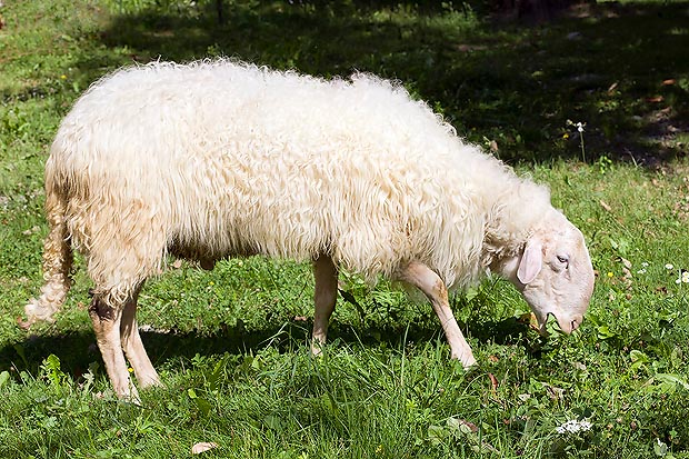 Più esigente delle capre, la pecora ha bisogno di pascoli d'erba verde © Giuseppe Mazza