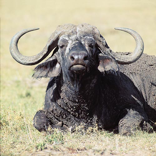 Le corna dei bufali sono una potente arma di difesa © Giuseppe Mazza