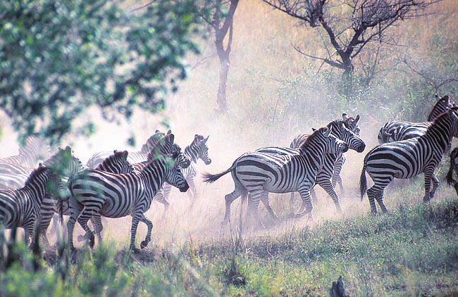In caso di pericolo le zebre si affidano a una fuga veloce ed ai potenti calci degli arti posteriori © Giuseppe Mazza