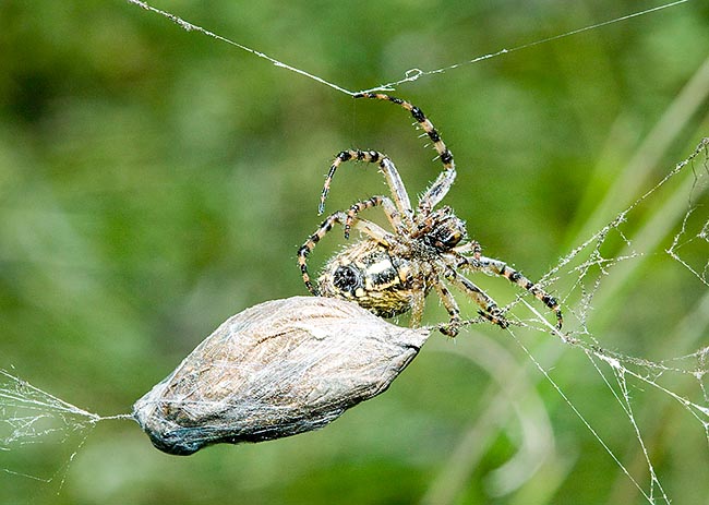 Mission accomplished: a food reserve for various days. Unlike the mobile predating spiders that use lethal and very fast poison, that of Aculepeira is little toxic: causes paralysis but not immediate death © Giuseppe Mazza