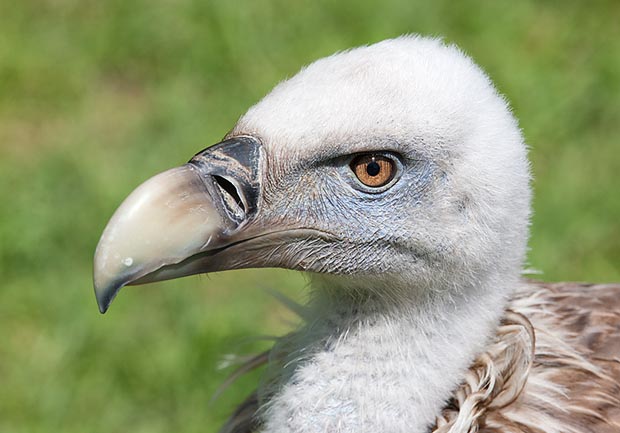 Il lungo e tagliente becco del Gyps fulvus è l'ideale per sezionare i grossi cadaveri © Giuseppe Mazza