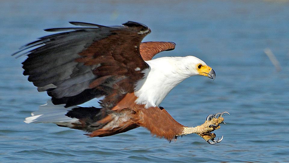 Common in almost all sub-Sahara Africa, close to streams or pools of water, the Haliaeetus vocifer conversely prefers fishes © Gianfranco Colombo