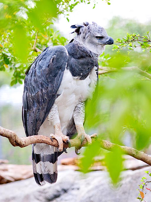 The scaring Harpia harpyja predates monkeys and sloths in the Venezuelan forests © Giuseppe Mazza 