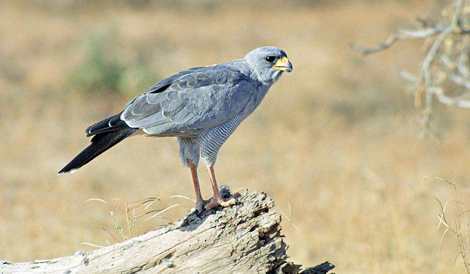 L’Astore cantante dell’est (Melierax poliopterus) sfrutta i lunghi tarsi per cacciare anche a piedi, correndo nella savana © Giuseppe Mazza