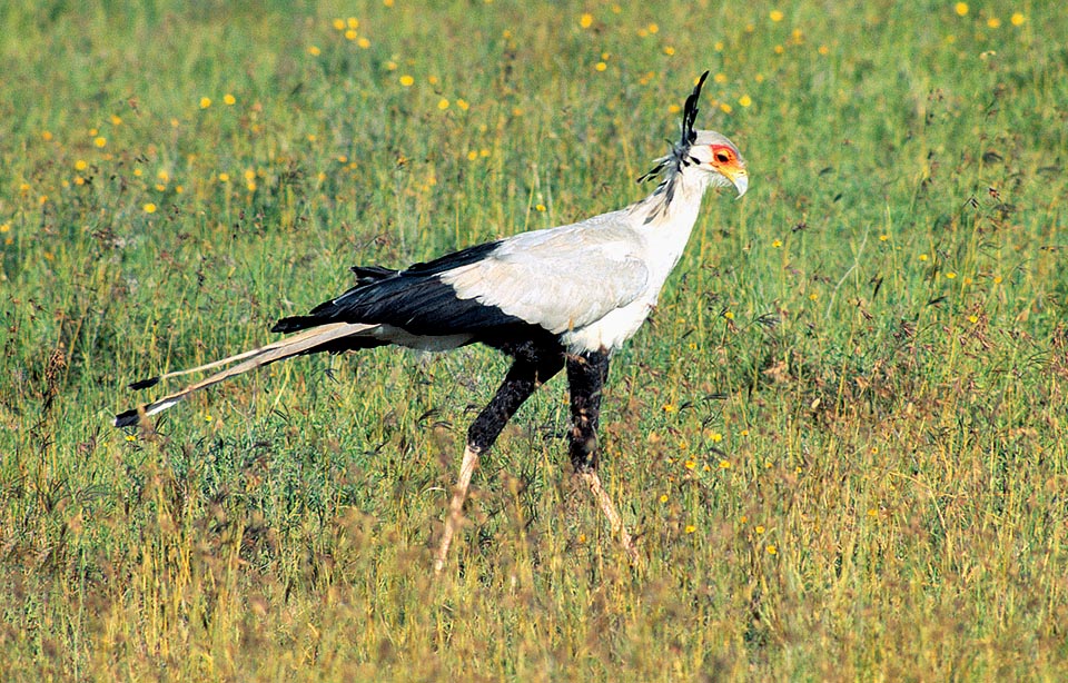 Apart some insect, nidiaceous or small mammals, also for the odd Secretary bird (Sagittarius serpentarius) the main dish is formed by the snakes. Usually the prey is stunned with a strong kick of the armored legs, held with the clawed toes and seized with the strong beak to be then swallowed whole © Giuseppe Mazza 