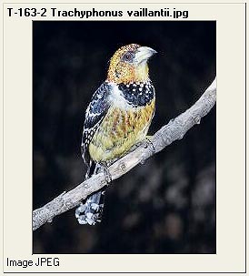 jpg_Piciformes1.jpg