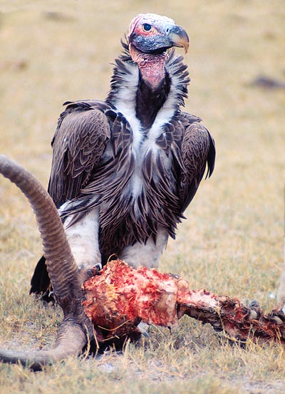 Nubian vulture (Torgos tracheliotus) eating © Giuseppe Mazza