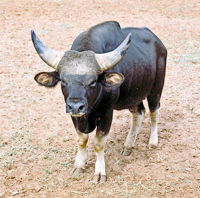 Bos gaurus, frontalis, Bovidae, gayal, mithan