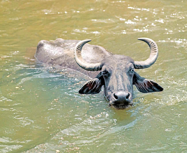 Bubalus arnee migona, Bovidae, búfalo de agua salvaje de Sri Lanka