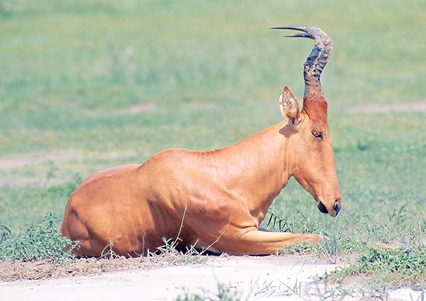 Alcelaphus buselaphus jacksoni © Giuseppe Mazza