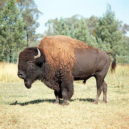 Un male adulte peut peser plus d’une tonne © Giuseppe Mazza