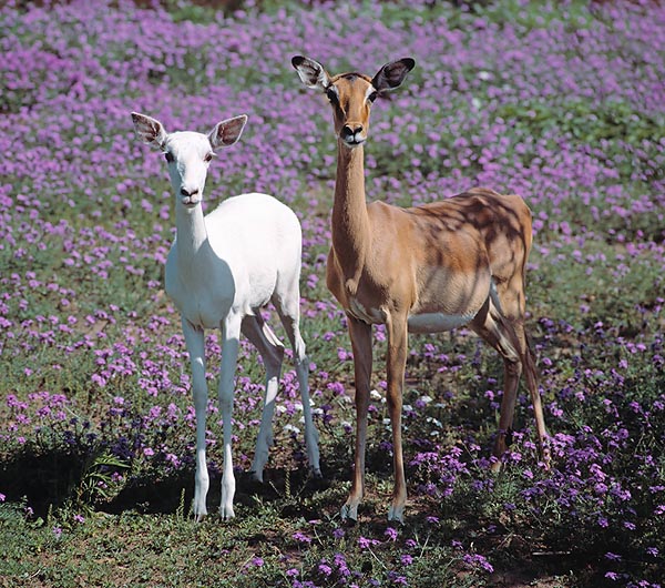 Femmina bianca e normale a confronto in una riserva sudafricana © Giuseppe Mazza