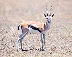 Eudorcas thomsonii Monaco Nature Encyclopedia