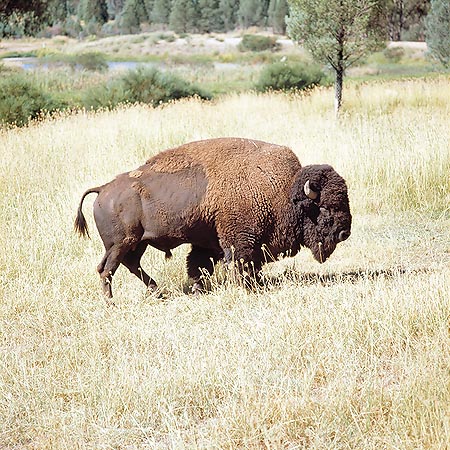 Bisons are the giants of the American prairies © Giuseppe Mazza