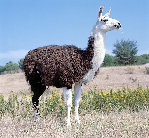 Il Lama ( Lama guanicoe glama ) è il parente americano del cammello e del dromedario © Giuseppe Mazza