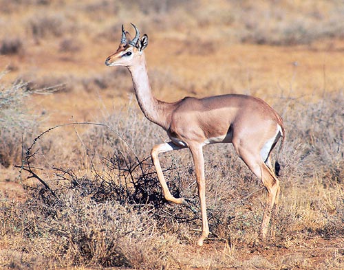 Il Litocranius walleri vive in zone molto aride © Giuseppe Mazza