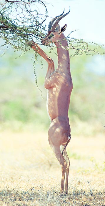 Pueden trozar alzadas sobre sus patas las ramas altas © Mazza
