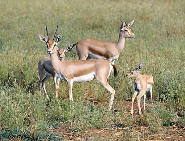 When the pasture abounds the Gazelle dorcas lives in small family groups © Giuseppe Mazza