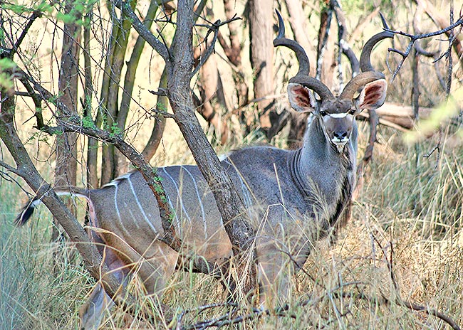 Tragelaphus strepsiceros, Bovidae, Greater kudu 