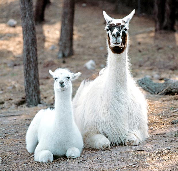 Female with calf. If upset, the llamas often spit to the teaser's face © Giuseppe Mazza