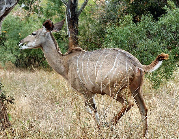 Tragelaphus strepsiceros, Bovidae, Greater kudu 