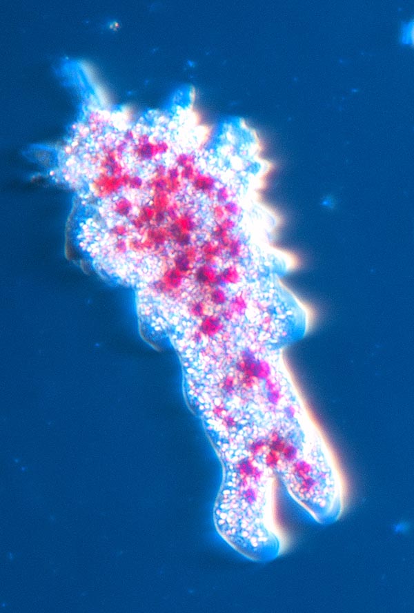 Amoeba proteus en coloration vitale, avec le Rouge Neutre qui se concentre dans les lysosomes © Giuseppe Mazza