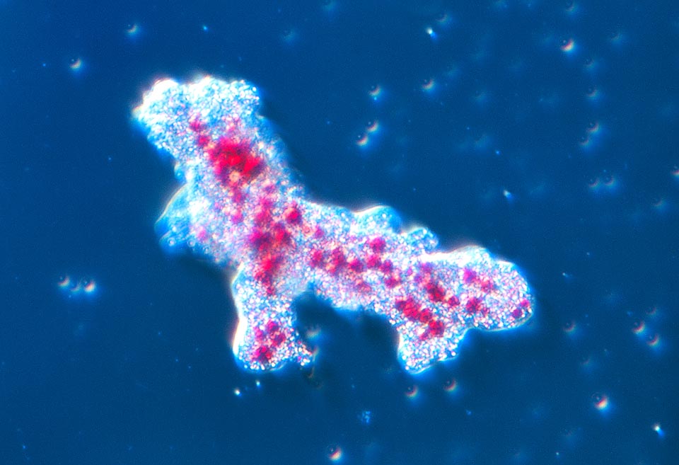 L’habitat dell’ameba consiste essenzialmente nella melma sul fondo di pozze d’acqua dolce, laghi e corsi d’acqua con scarsa corrente di tutto il mondo © Giuseppe Mazza