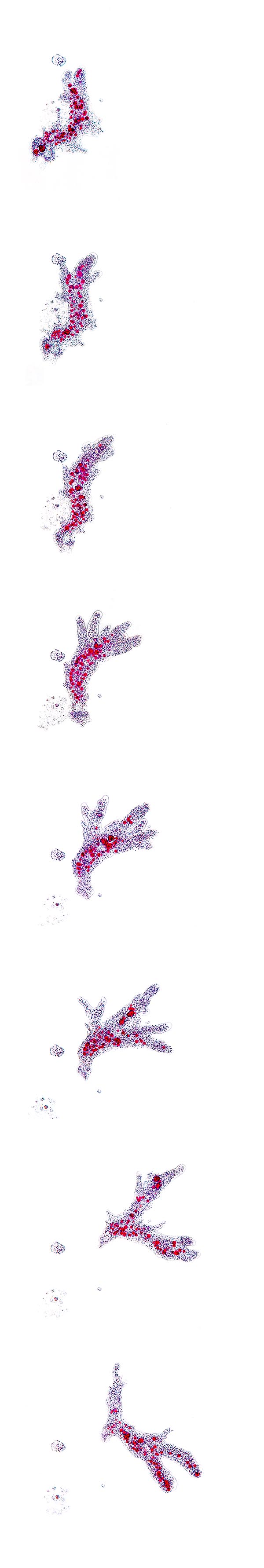Sequenza del movimento di una Amoeba proteus © Giuseppe Mazza