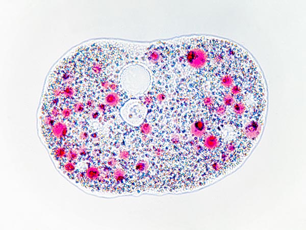 Amoeba proteus a riposo. Al centro in alto si nota il vacuolo © Giuseppe Mazza