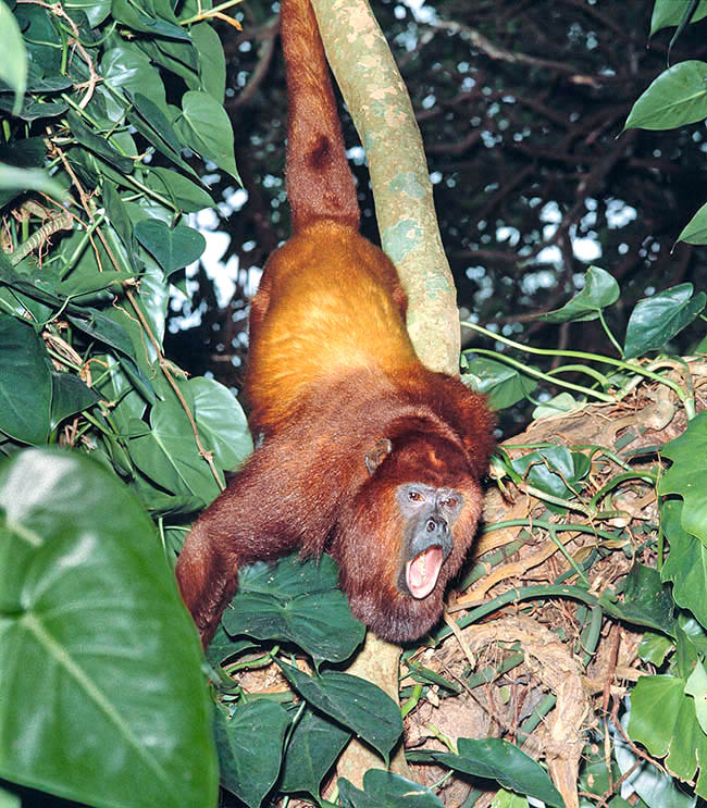 Of mainly diurnal habits, the Platyrrhine Monkeys are well adapted to the life on the trees of the tropical forest between whose branches they move fast. Their diet is omnivorous or mostly folivorous, like in the Red howler (Alouatta seniculus). The mouth is typically equipped with 12 premolars 