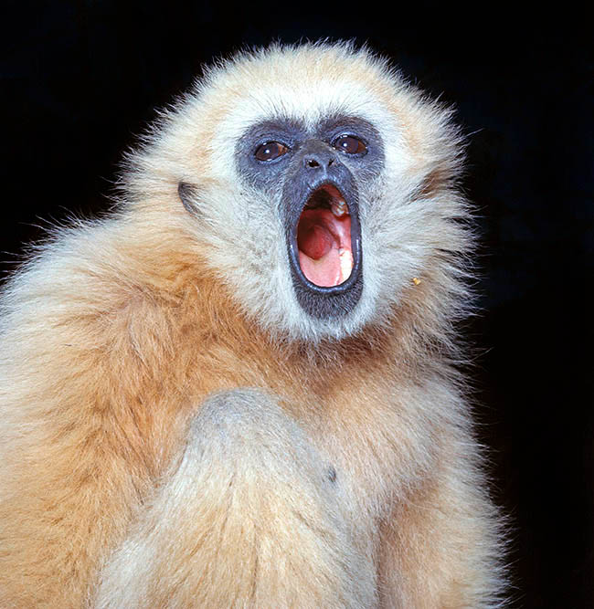 Hylobates lar, Hylobatidae, Gibbon à mains blanches, Gibbon lar