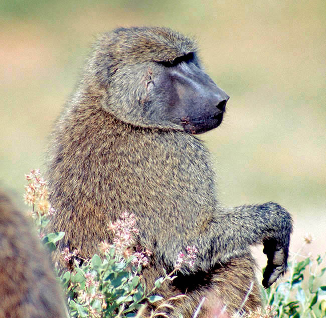 Papio anubis, Cercopithecidae, papión oliva, papión de Anubis, babuino de Anubis