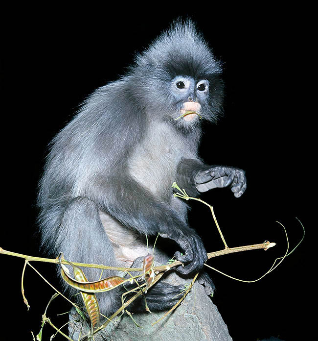 Trachypithecus obscurus, Presbytis obscura, Cercopithecidae, langur obscuro, langur de anteojos