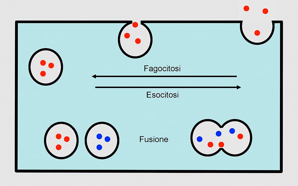 Nell'ameba la membrana con la fagocitosi produce una vescicola che si fonde con il lisosoma, dopo la digestione i prodotti di scarto vengono espulsi con una esocitosi che inoltre restituisce alla membrana la superficie sottratta con la fagocitosi. Anche il vacuolo contrattile espelle il suo contenuto mediante una esocitosi © Giorgio Venturini 