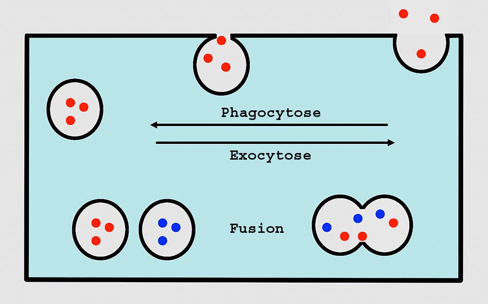 Chez l'amibe, la membrane, avec la phagocytose, produit une vésicule qui fusionne avec le lysosome. Après la digestion, les déchets sont expulsés par exocytose qui rend également à la membrane la surface soustraite par phagocytose. La vacuole contractile expulse aussi son contenu par exocytose