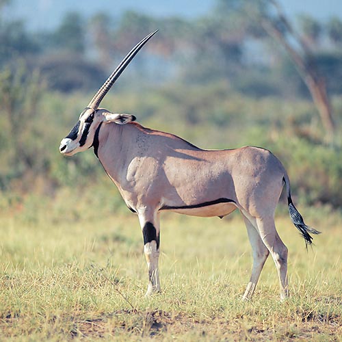 Oryx gazella beisa, Bovidae