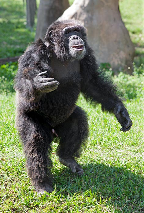 El chimpancé a veces puede tener el aspecto de un sátiro bailando © G. Mazza
