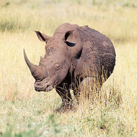 Ceratotherium simum © Giuseppe Mazza